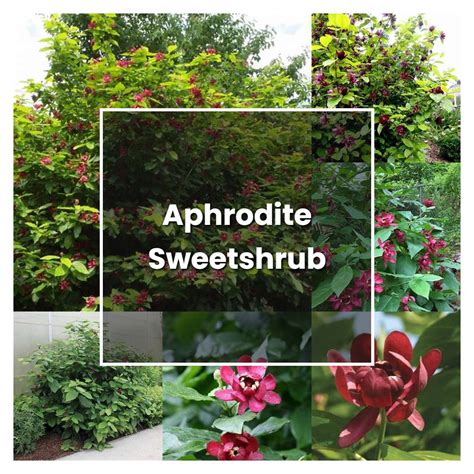 How to Grow Aphrodite Sweetshrub